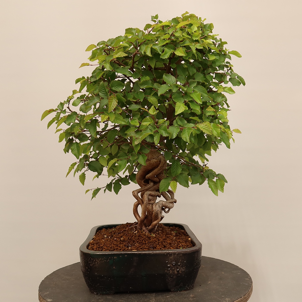 Outdoor bonsai - Carpinus Coreana - Korean hornbeam