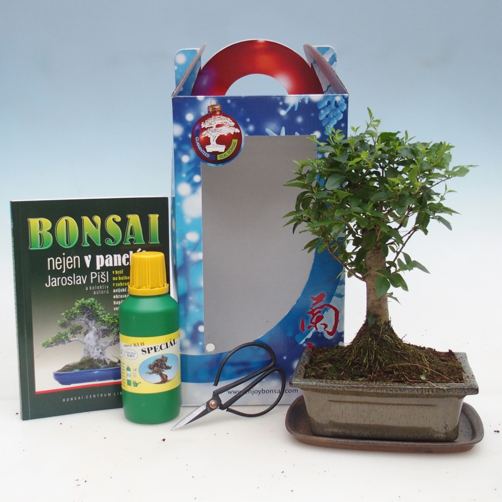 Room bonsai in gift box Ligustrum chinensis - Birds Beak