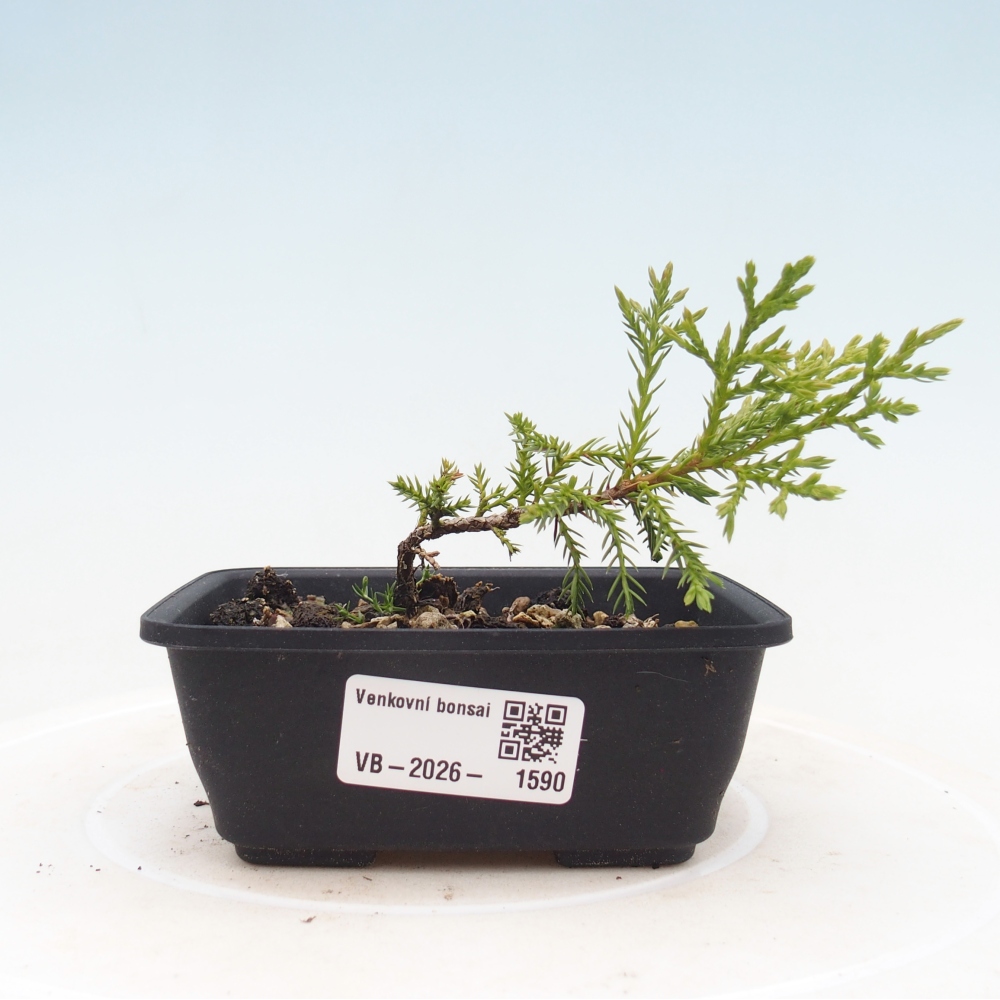 Outdoor bonsai - Juniperus chinensis Itoigawa