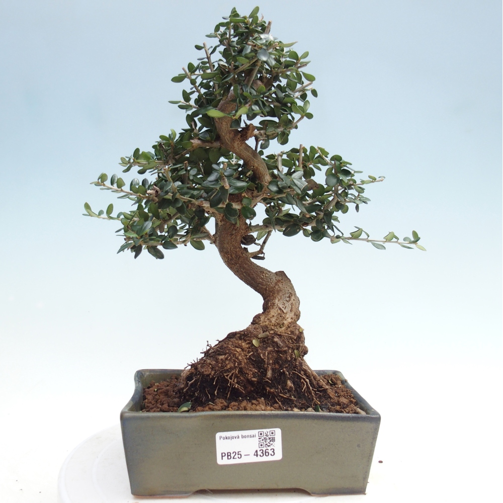 Indoor bonsai - Olea europaea sylvestris