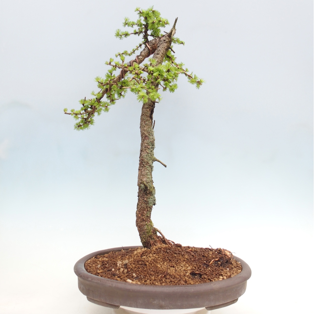 Outdoor bonsai -Larix decidua - Larch - Pallet transport only