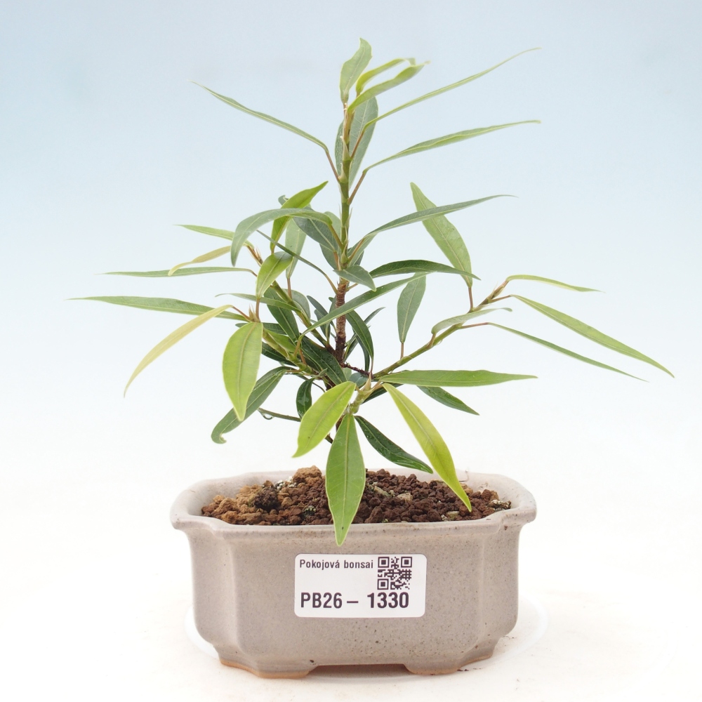 Room bonsai - Ficus nerifolia - small-leaved ficus