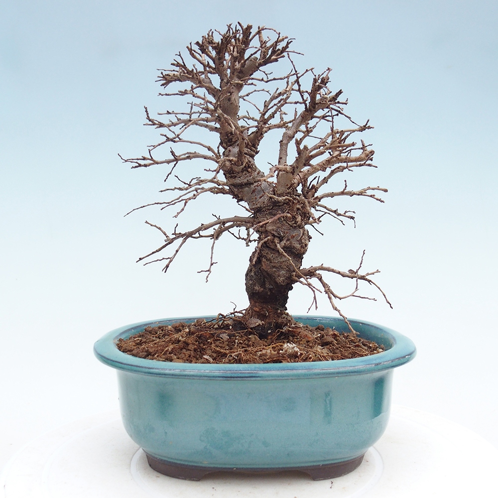 Outdoor bonsai - Zelkova - Zelkova NIRE