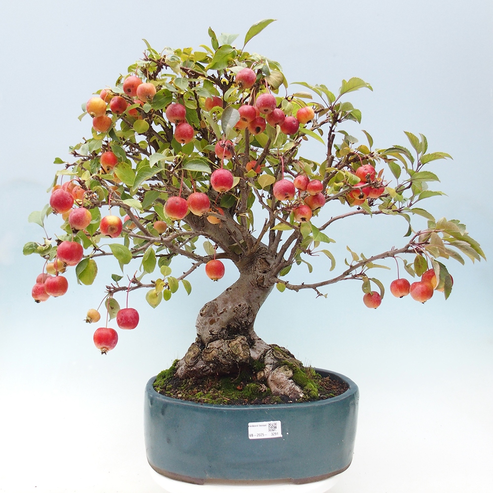 Outdoor bonsai - Malus halliana - Small-fruited apple tree