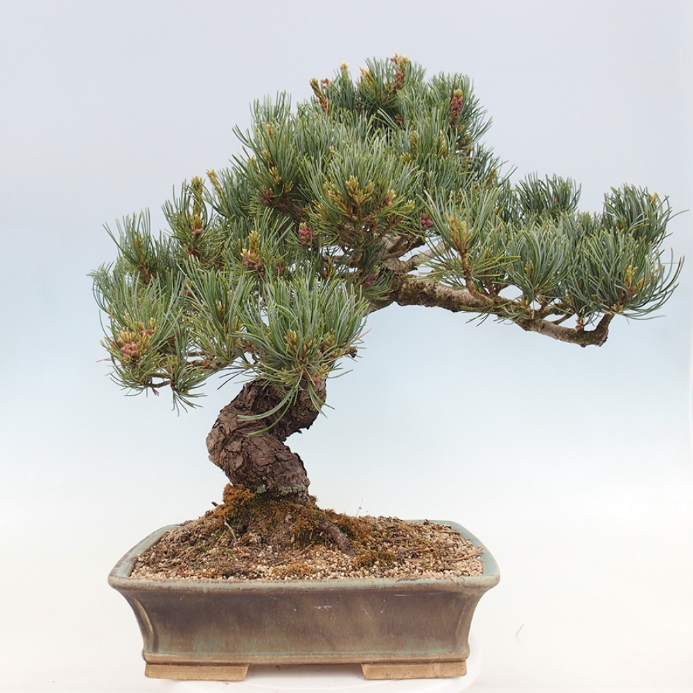 Outdoor bonsai - Pinus parviflora - Pinus parviflora