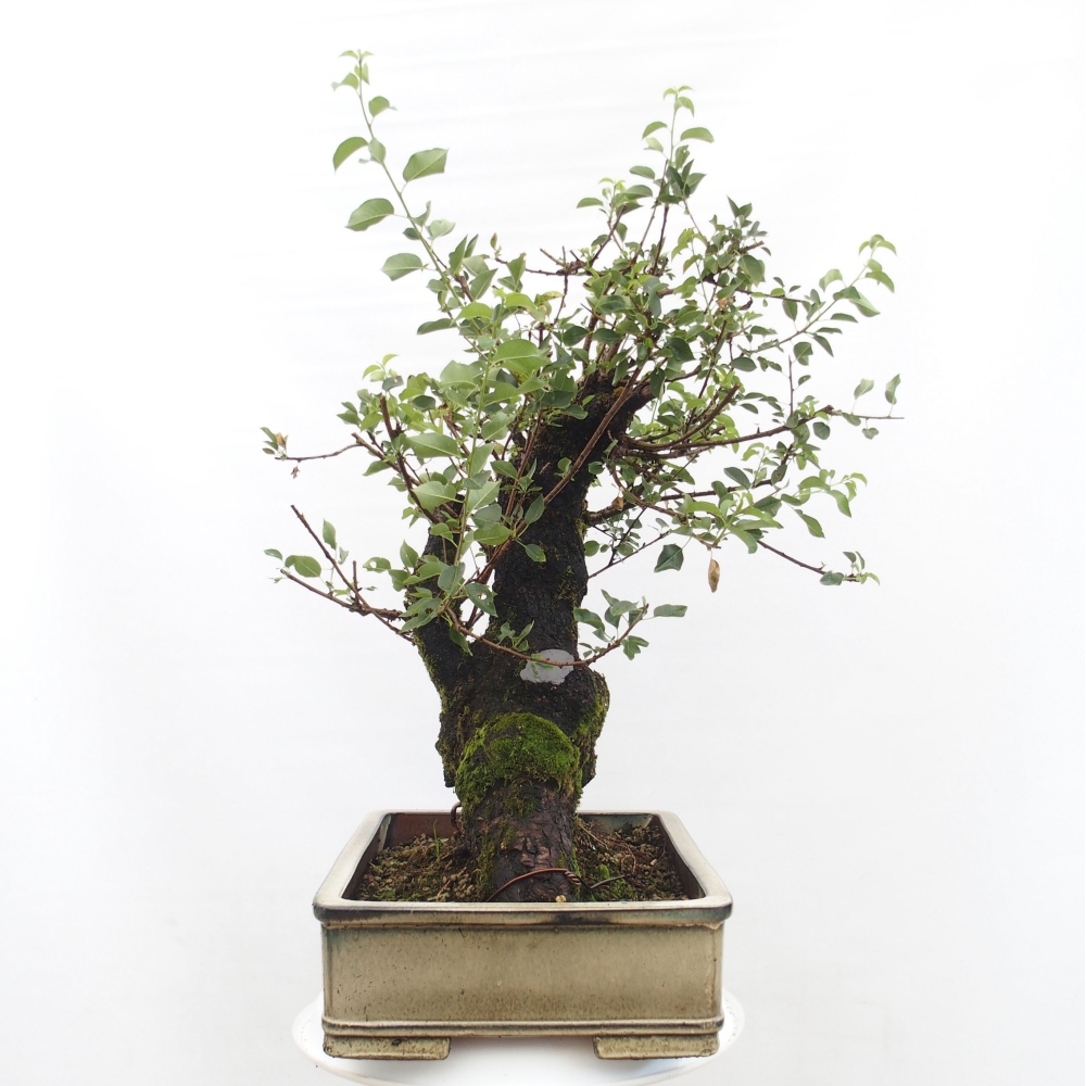 Outdoor bonsai - Mahalebka - Prunus mahaleb