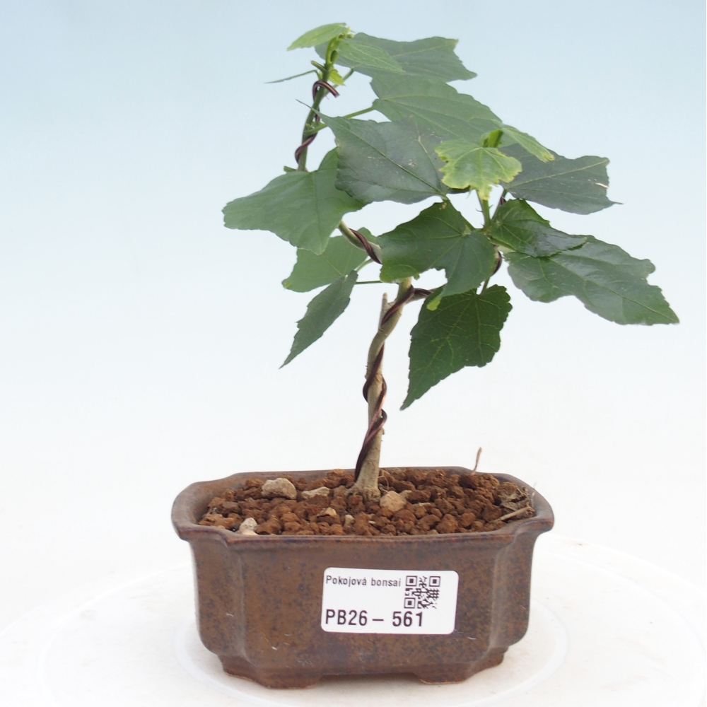 Indoor bonsai - Malvaviscus arboreus
