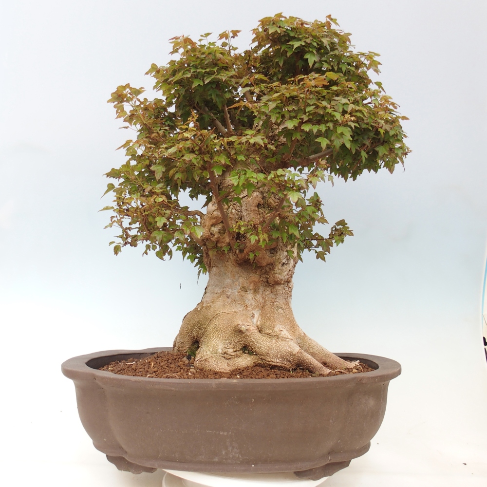 Outdoor bonsai - Acer Buergerianum - Burger Maple