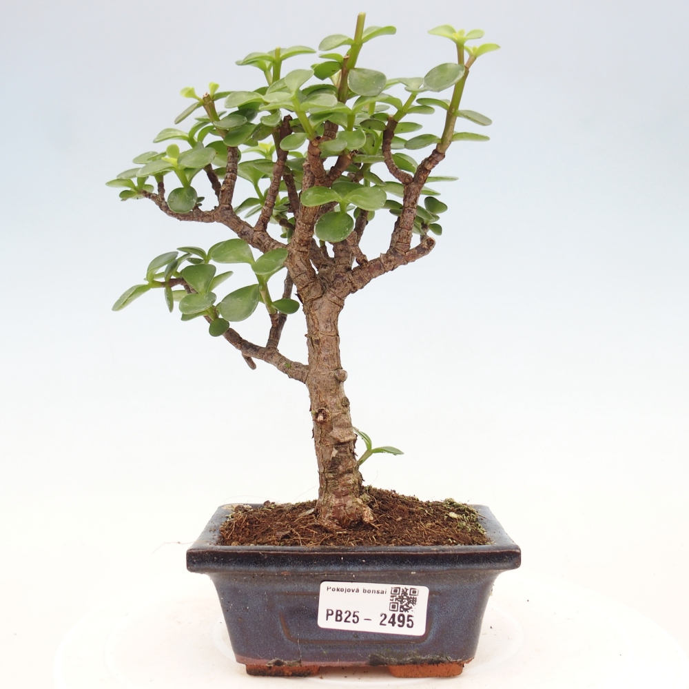 Indoor bonsai - Portulakaria Afra - Tlustice