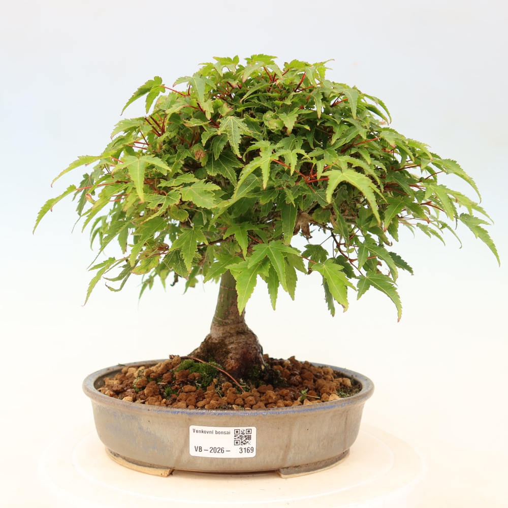 Acer palmatum KIOHIME - Palmetto maple