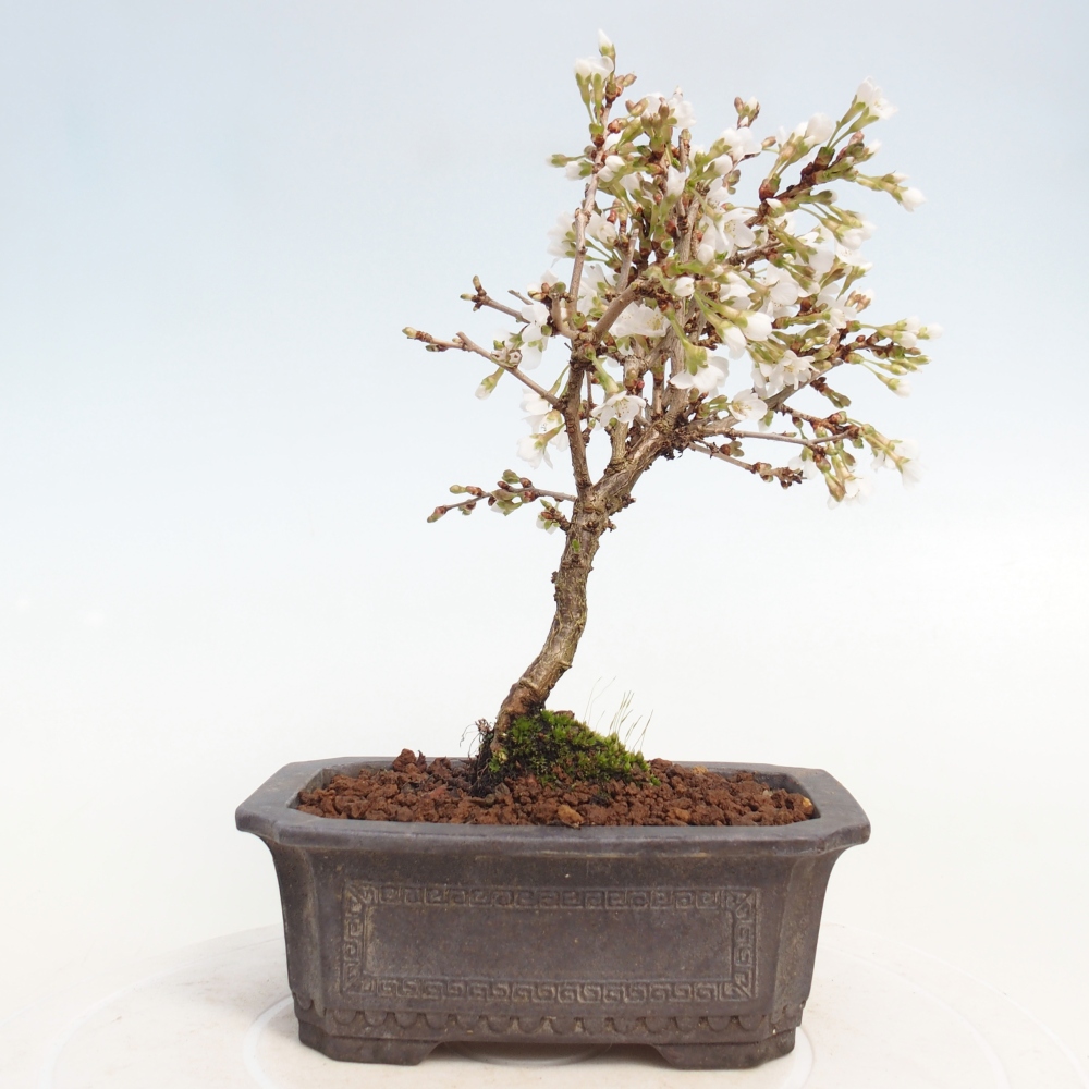 Outdoor bonsai - Prunus incisa Kojou-no mai-Plivon cut out