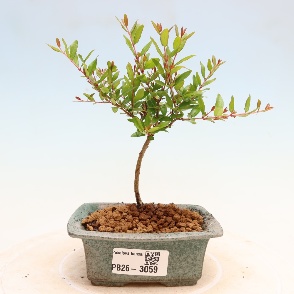 Room bonsai-PUNICA granatum nana-Granate apple