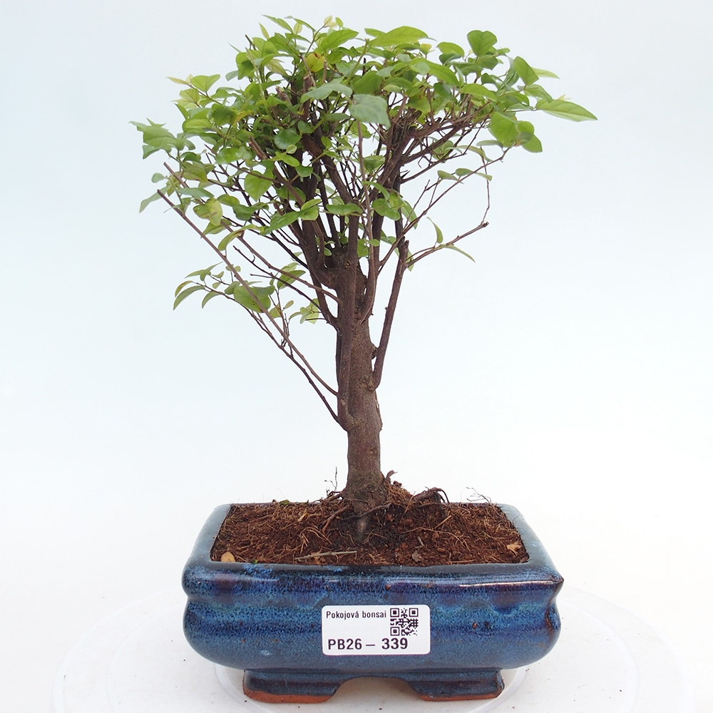 Room bonsai - Sageretia thea - Sageretia thea
