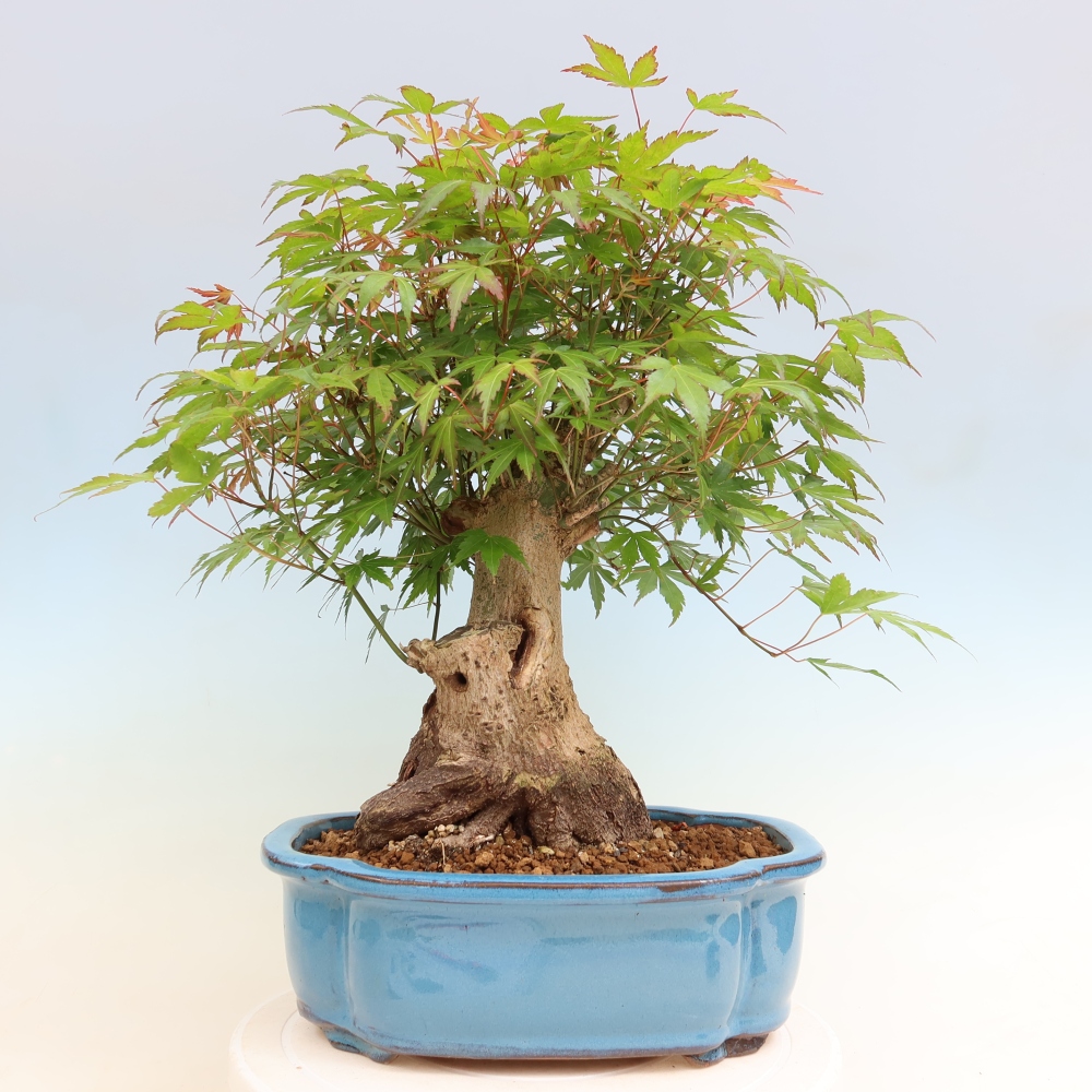 Outdoor bonsai - Maple Burger - Acer Burgerianum