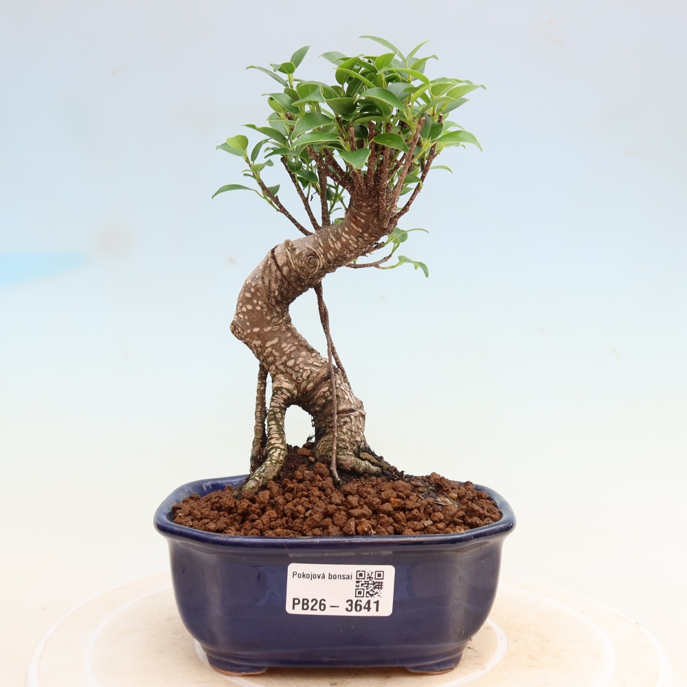 Room bonsai - Ficus kimmen - small-leaved ficus