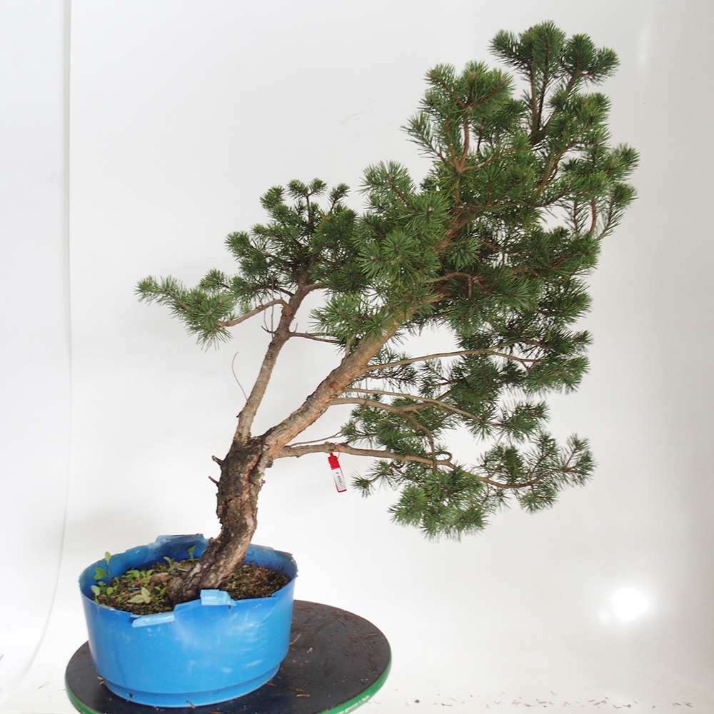 Yamadori - Pinus sylvestris Spain