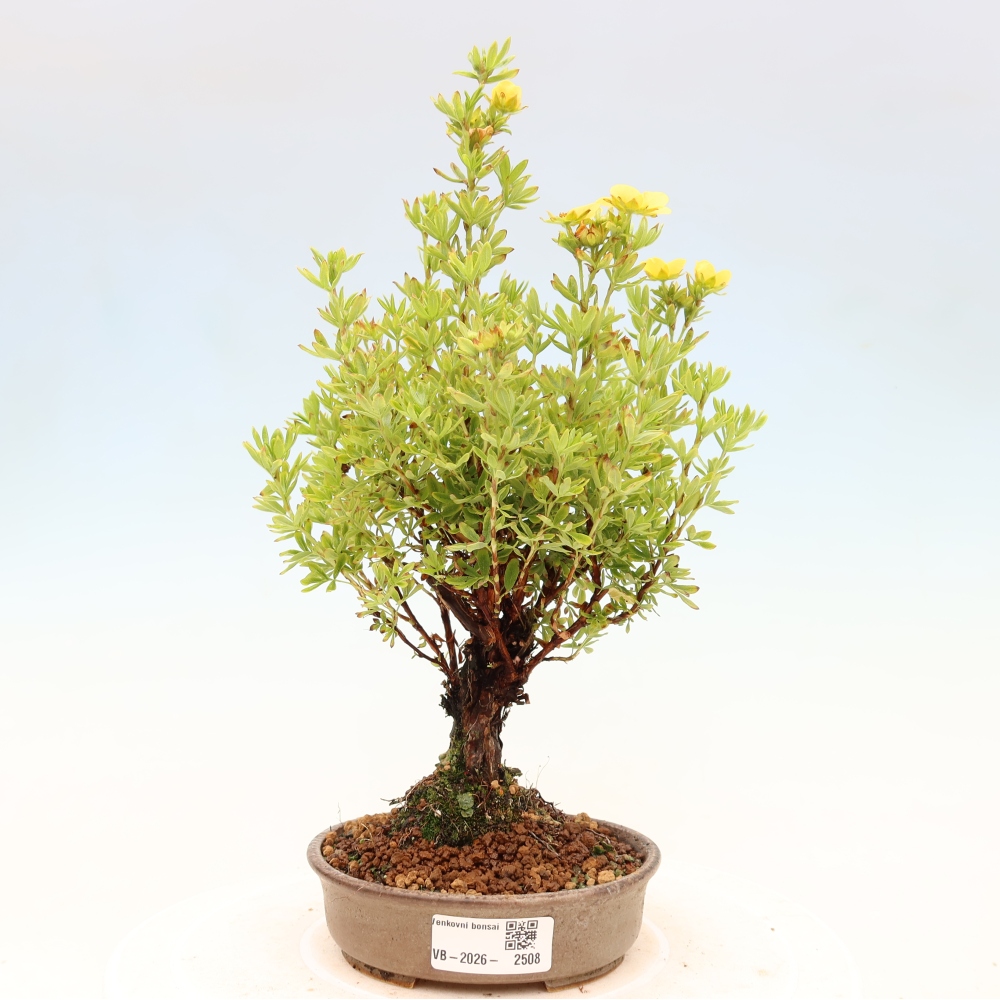 Outdoor bonsai - Potentila fruticosa
