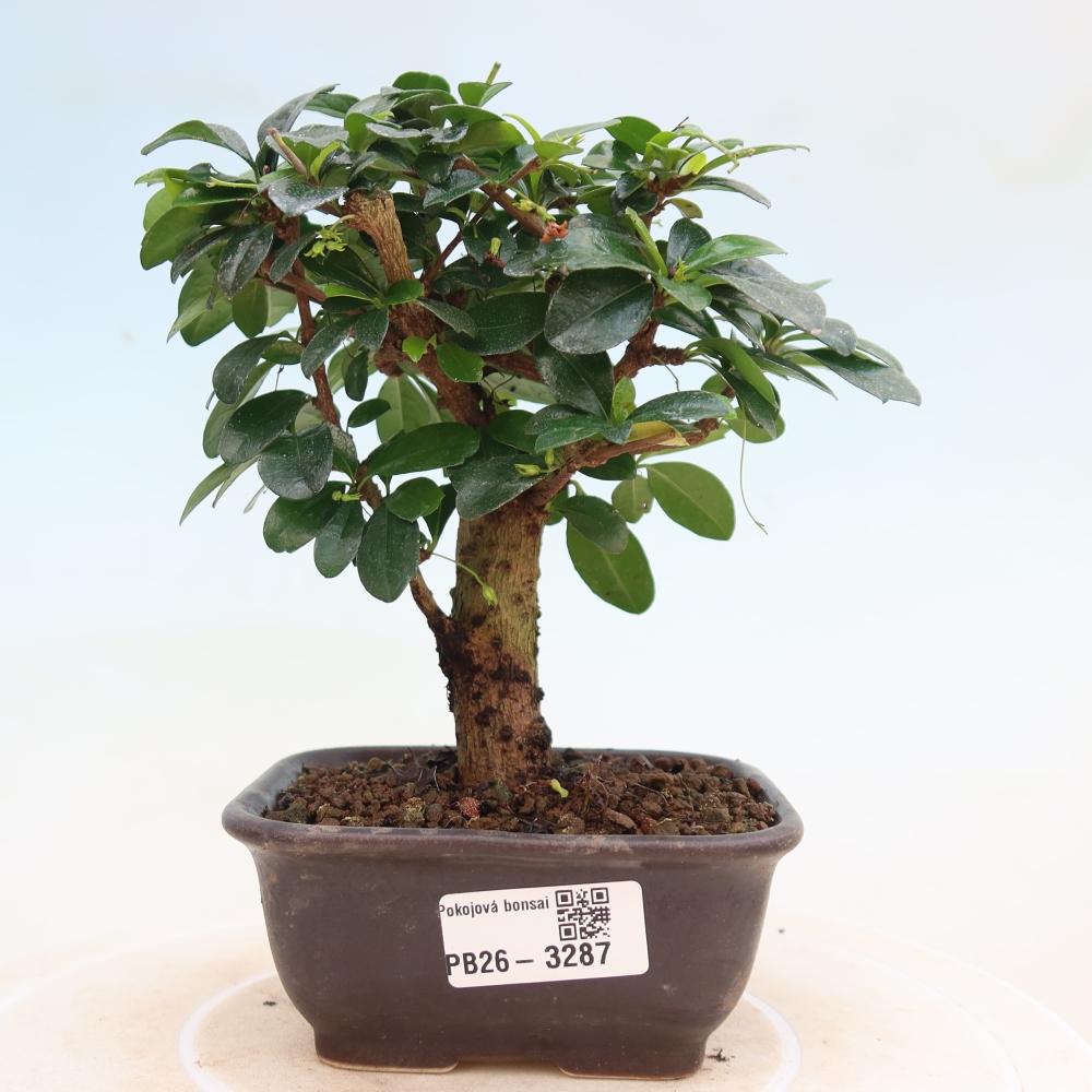 Room bonsai - Carmona macrophylla - Tea fuki