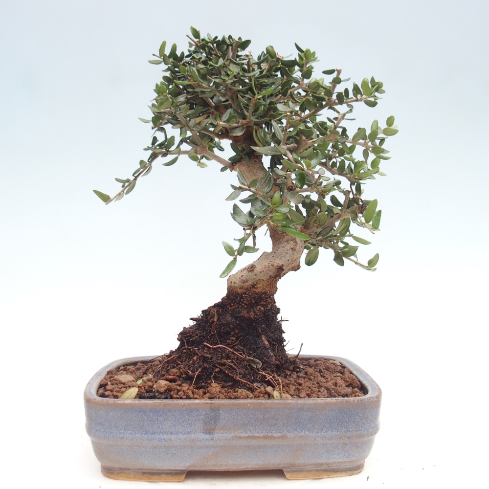 Indoor bonsai - Olea europaea sylvestris