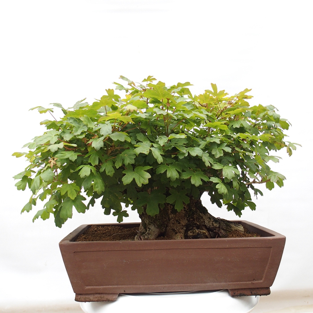 Outdoor bonsai - Baby maple - Acer campestre