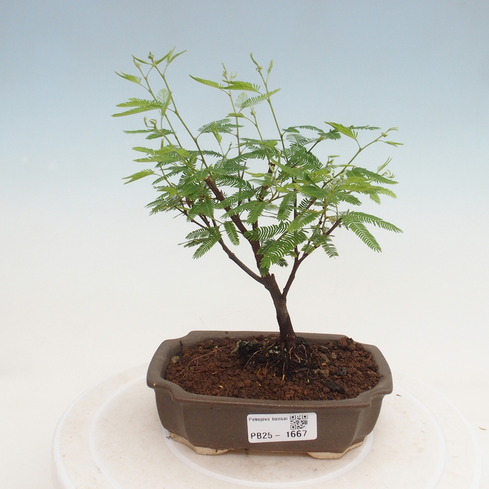 Room bonsai-Calliandra surinamensis Dixie Pink -Kaliandra of Suria