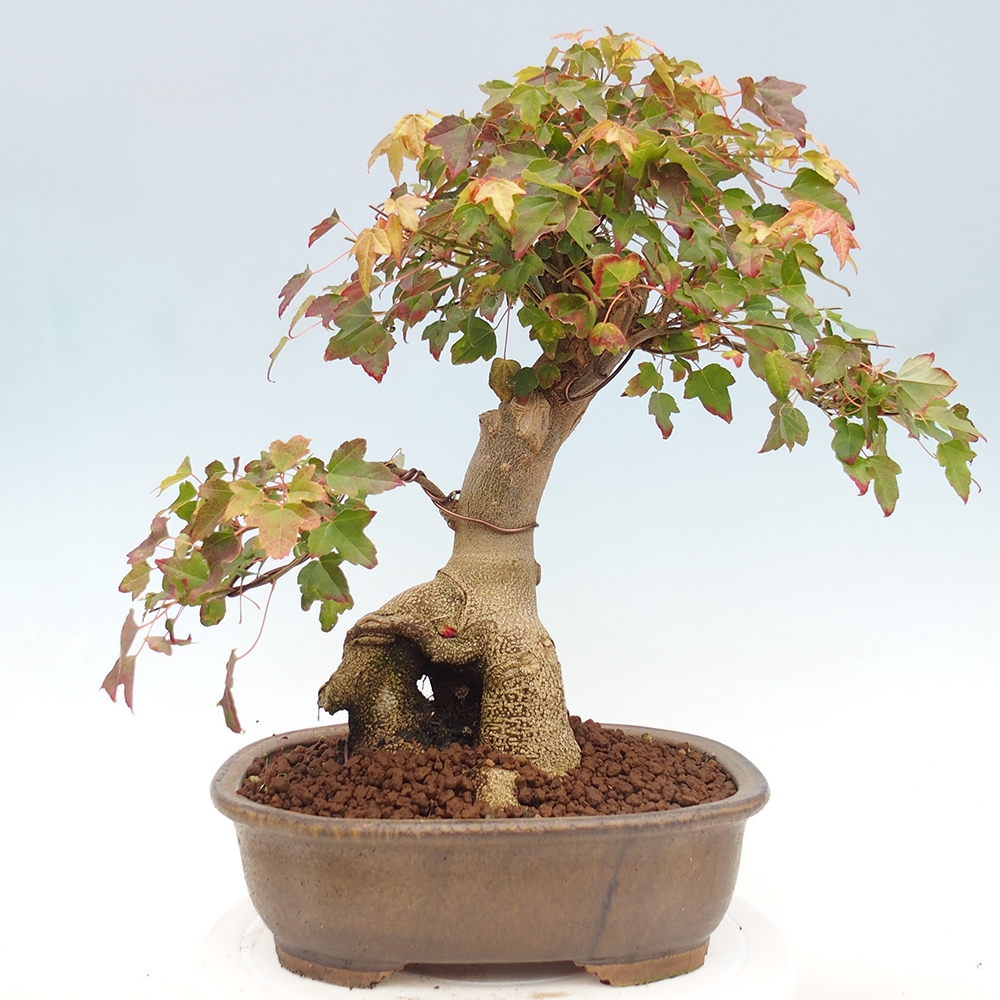 Outdoor bonsai - Maple Buergerianum - Burger Maple