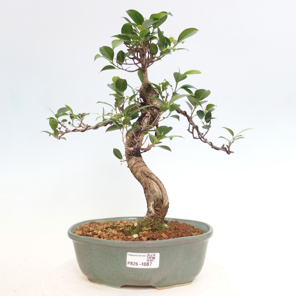 Room bonsai - Ficus retusa - small-leaved ficus