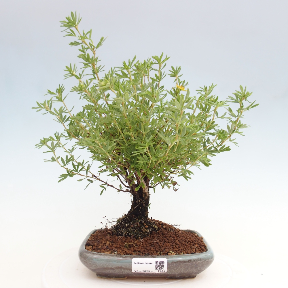 Outdoor bonsai-Cinquefoil - Potentila fruticosa yellow Bird