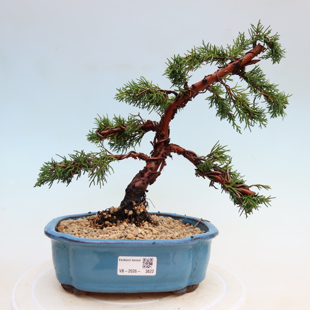 Outdoor bonsai - Juniperus chinensis Kishu