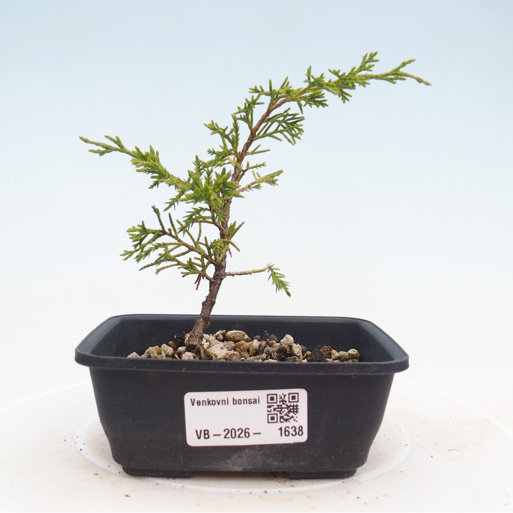 Outdoor bonsai - Juniperus chinensis Itoigawa