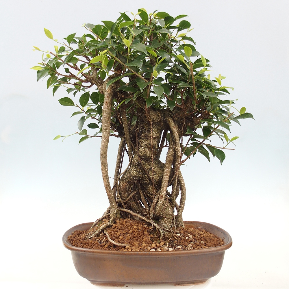 Room bonsai - Ficus kimmen - small-leaved ficus - PERSONAL COLLECTION ONLY or pallet transport