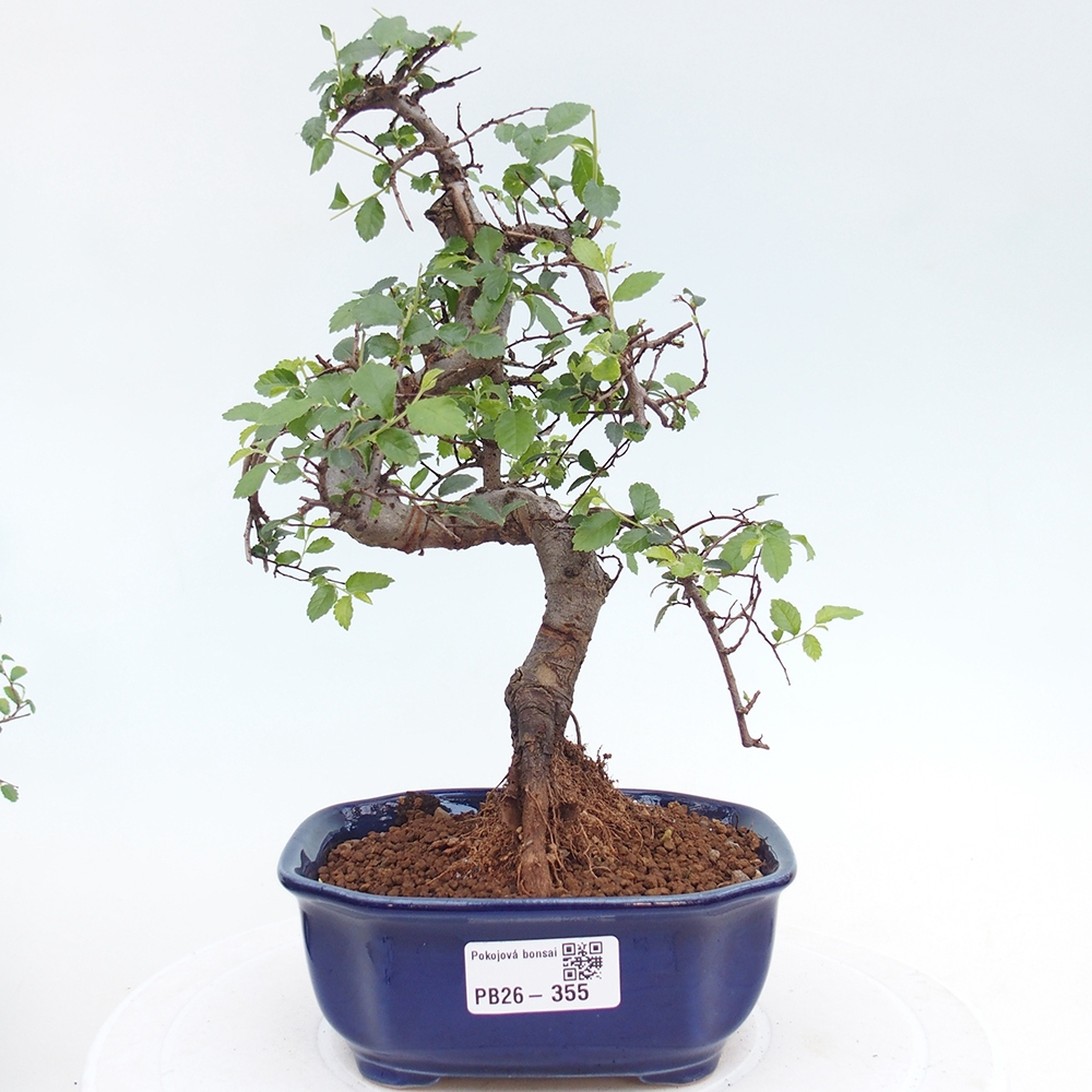 Room bonsai - Ulmus parvifolia - Small-leaved elm