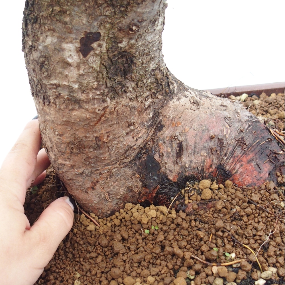 Outdoor bonsai - Mahalebka - Prunus mahaleb