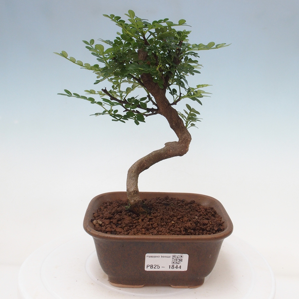 Indoor bonsai - Zantoxylum piperitum - Peppermint