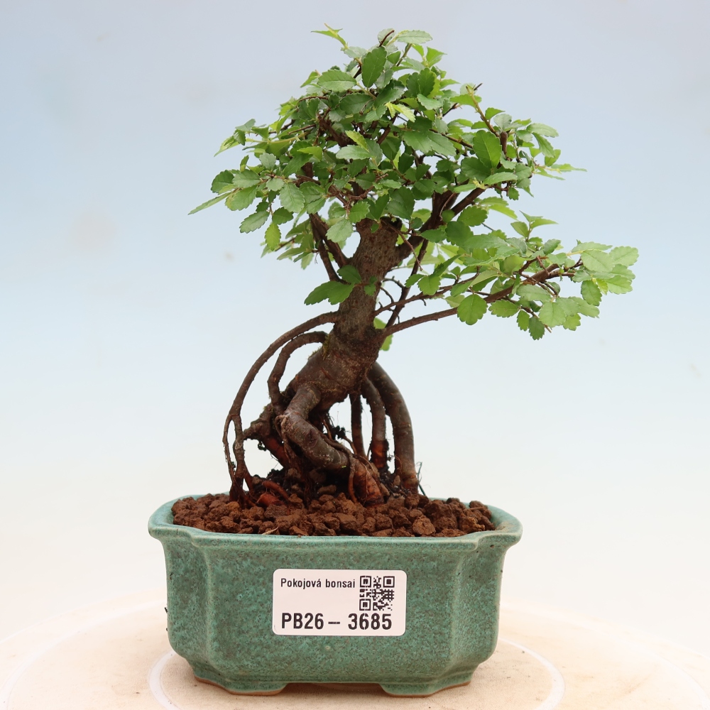 Room bonsai - Ulmus parvifolia - Small-leaved elm