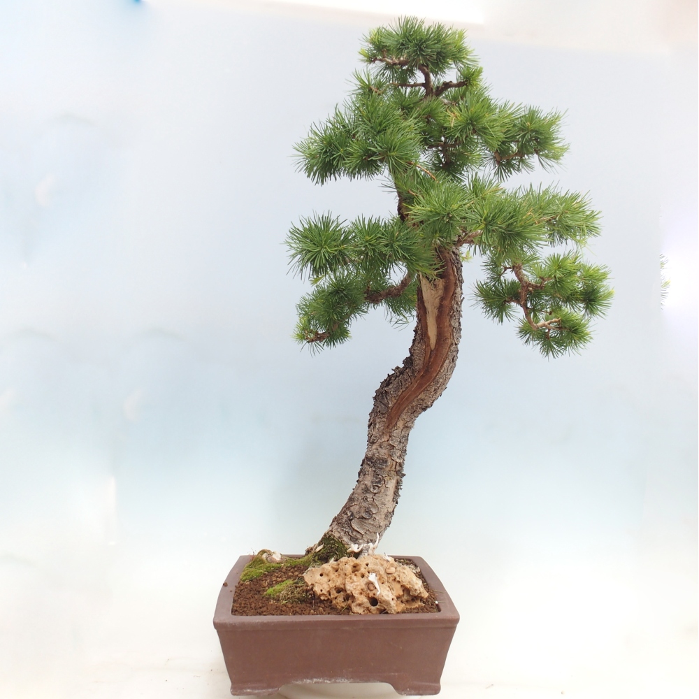 Outdoor bonsai -Larix decidua - Larch