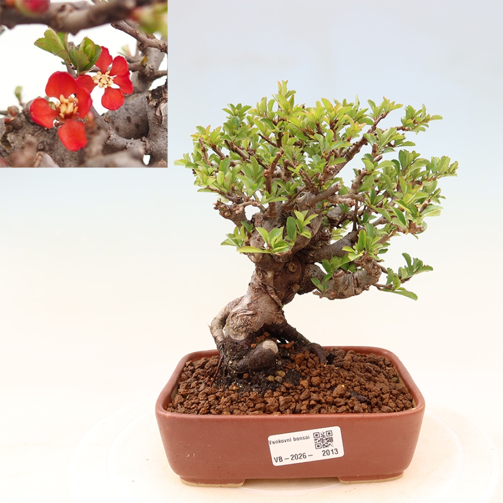 Outdoor bonsai - Chaneomeles speciosa Chojubai