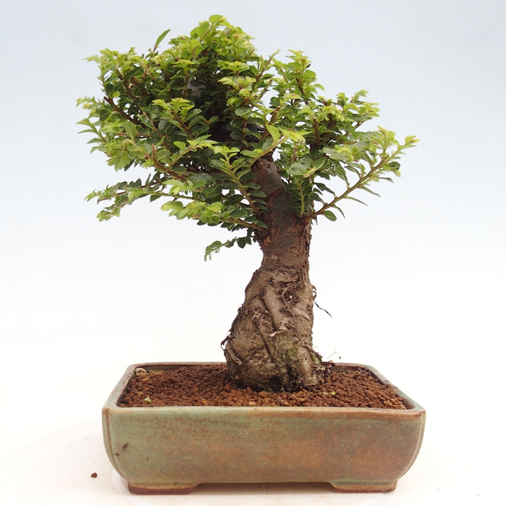 Outdoor bonsai - Ulmus parvifolia Hokkaido - Chinese elm
