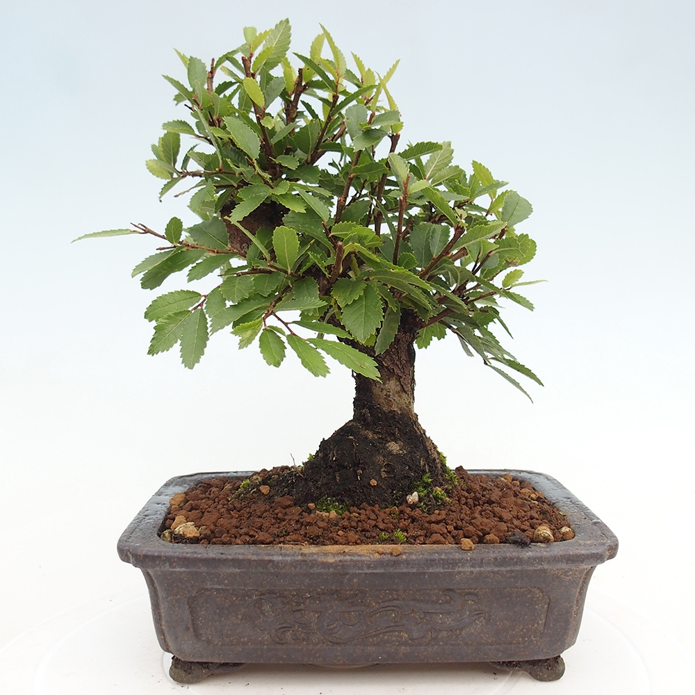 Outdoor bonsai - Zelkova - Zelkova NIRE