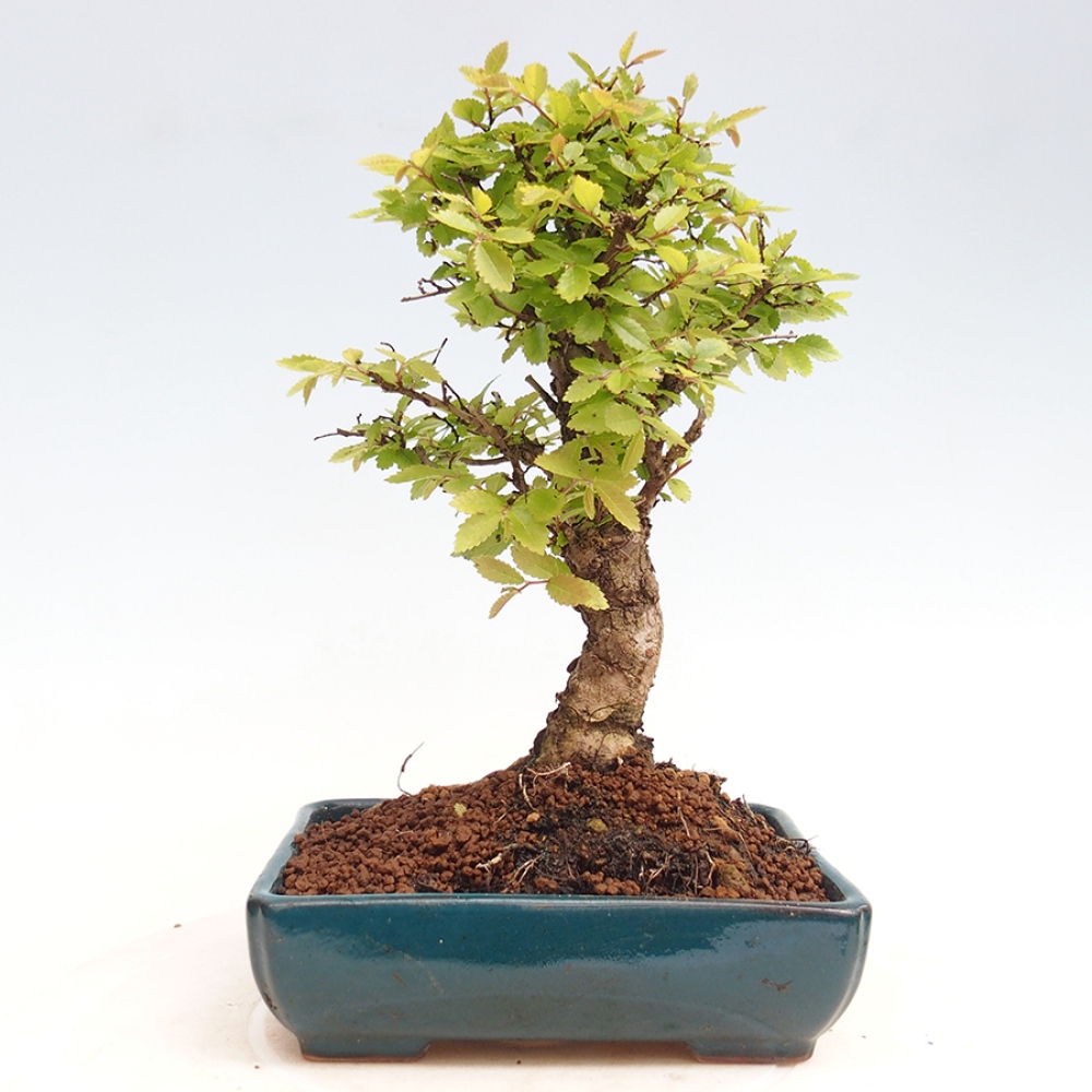 Outdoor bonsai - Zelkova - Zelkova NIRE