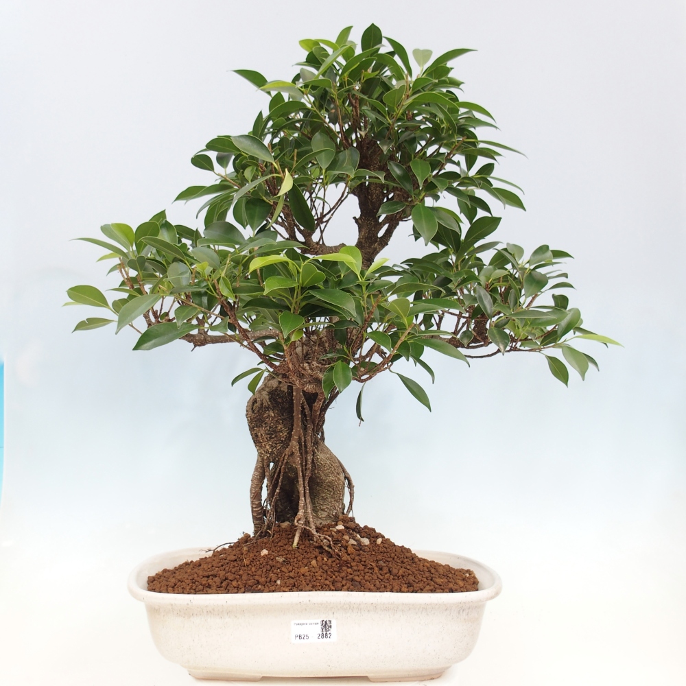 Room bonsai - Ficus kimmen - small-leaved ficus - PERSONAL COLLECTION ONLY or pallet transport