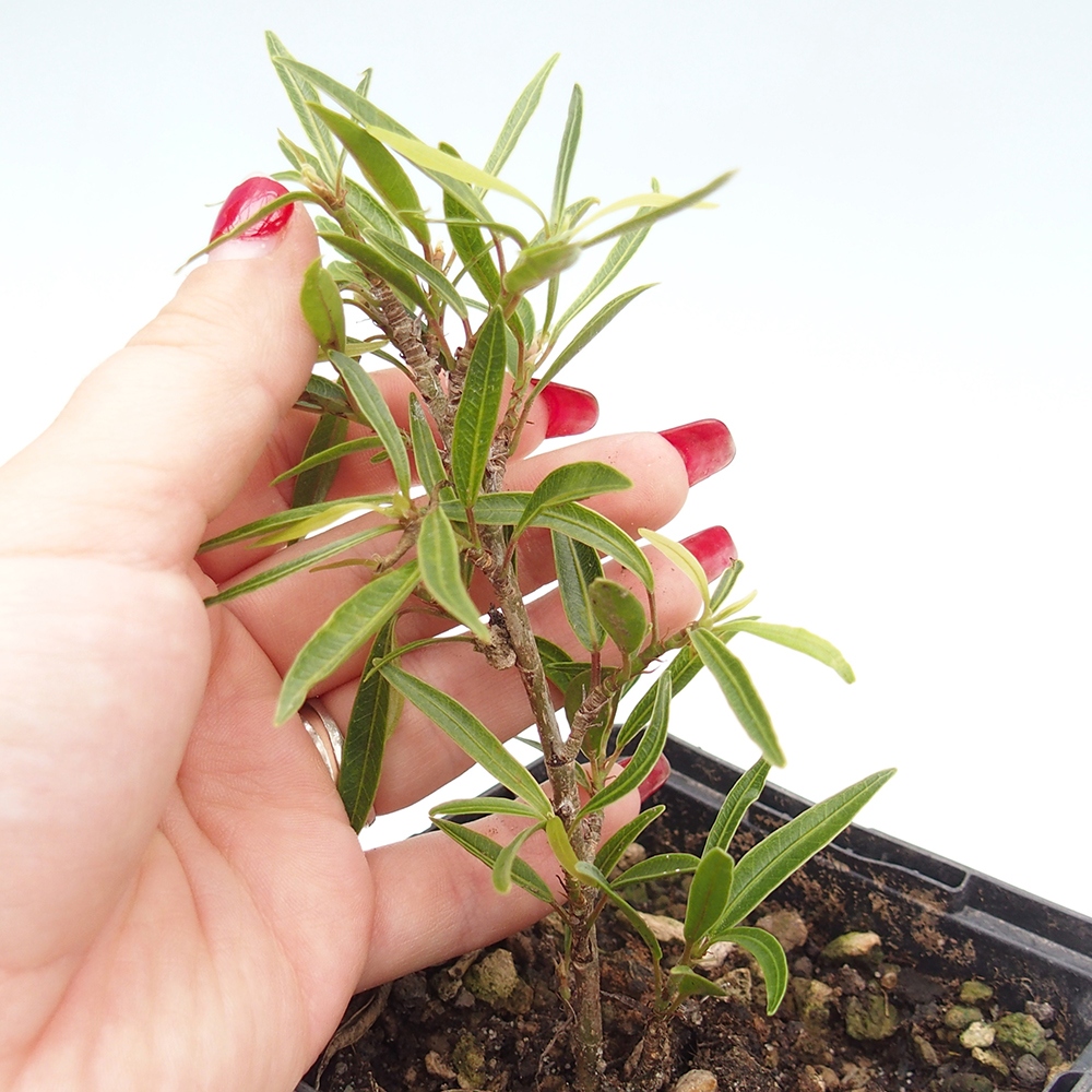 Room bonsai - Ficus nerifolia - small-leaved ficus in container
