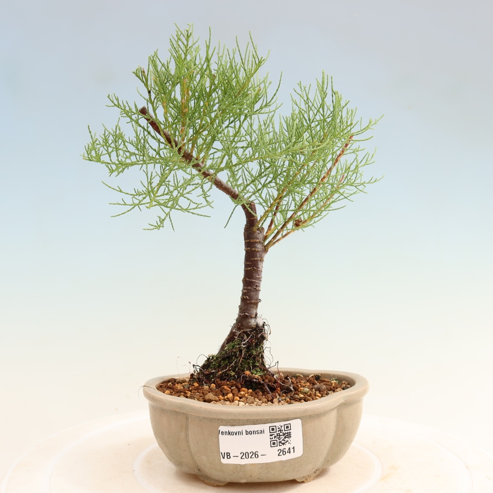 Outdoor Bonsai - Tamarisk - Tamarix
