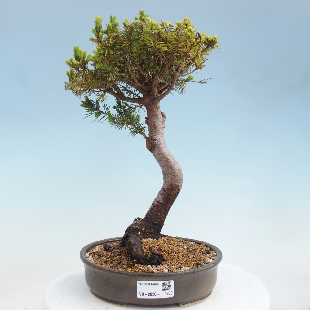 Outdoor bonsai - Spruce - Picea glauca globe