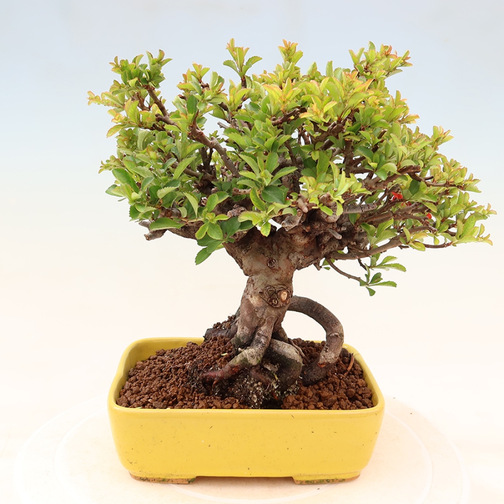 Outdoor bonsai - Chaneomeles speciosa Chojubai