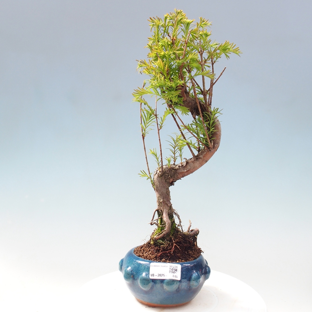 Outdoor bonsai - Metasequoia glyptostroboides - Chinese Metasequoia