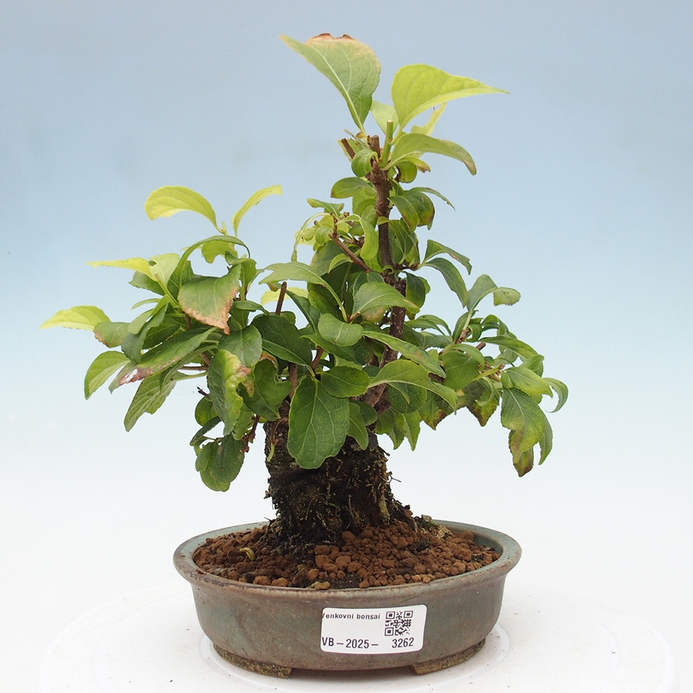 Outdoor bonsai - Celastrus Jesenec