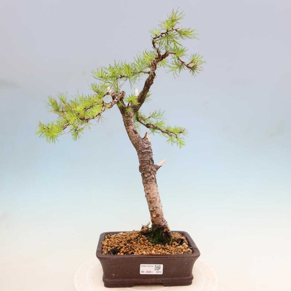 Outdoor bonsai -Larix decidua - Larch