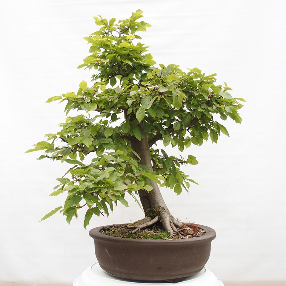 Outdoor bonsai - Hornbeam - Carpinus betulus