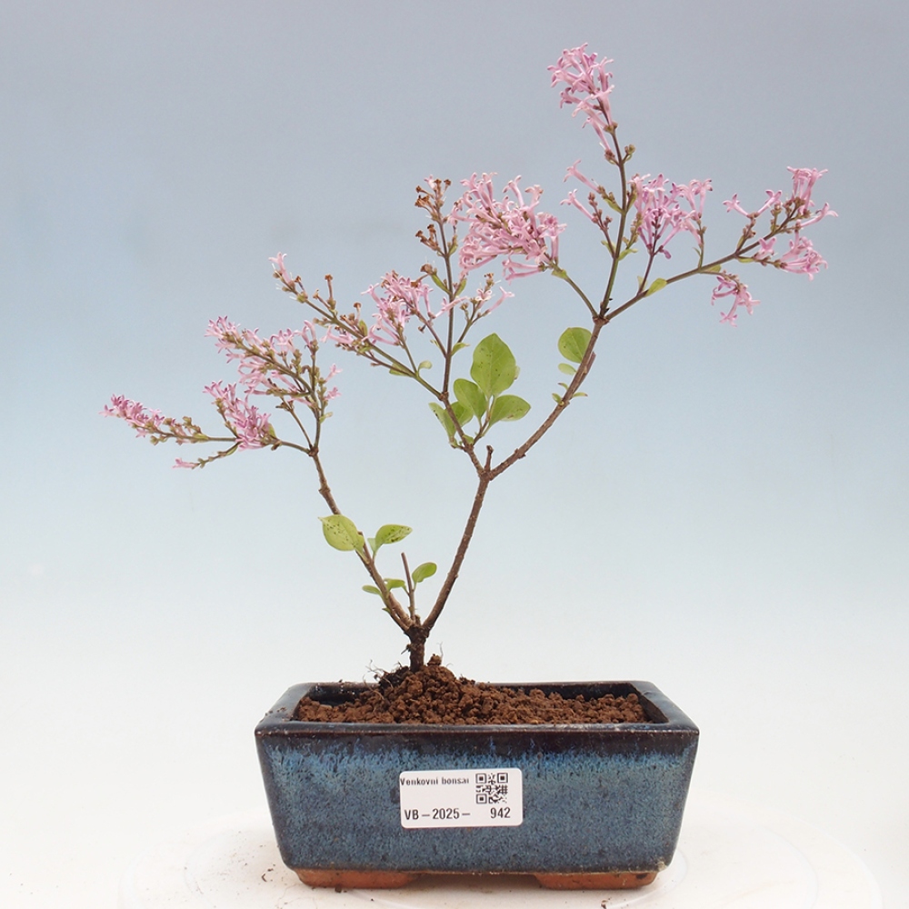 Outdoor bonsai - Syringa Meyeri Palibin - Meyer's Lilac